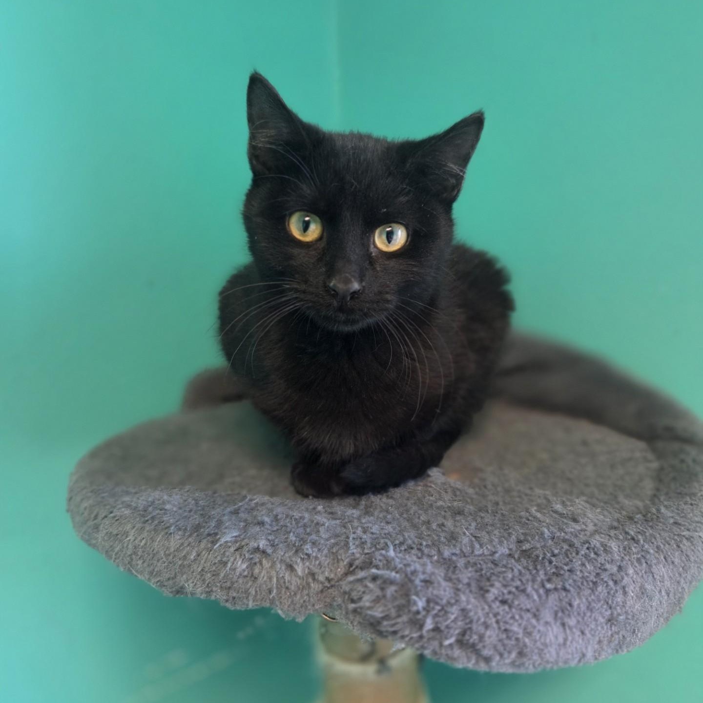 Hollis, Adoptable, Young Male Domestic Short Hair.