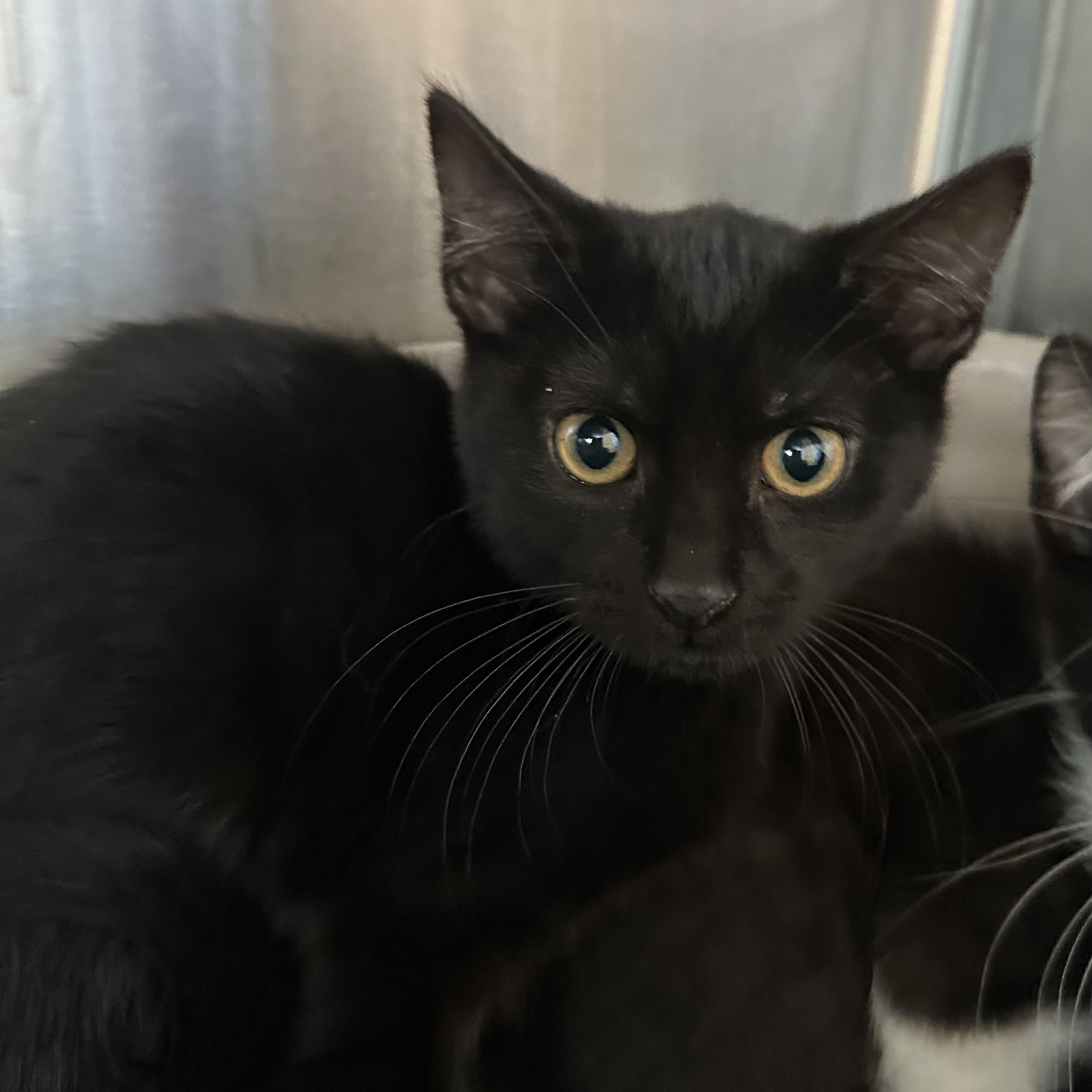 Hollis, Adoptable, Young Male Domestic Short Hair.