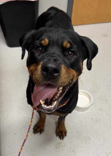 Sage, Adoptable, Adult Female Rottweiler.