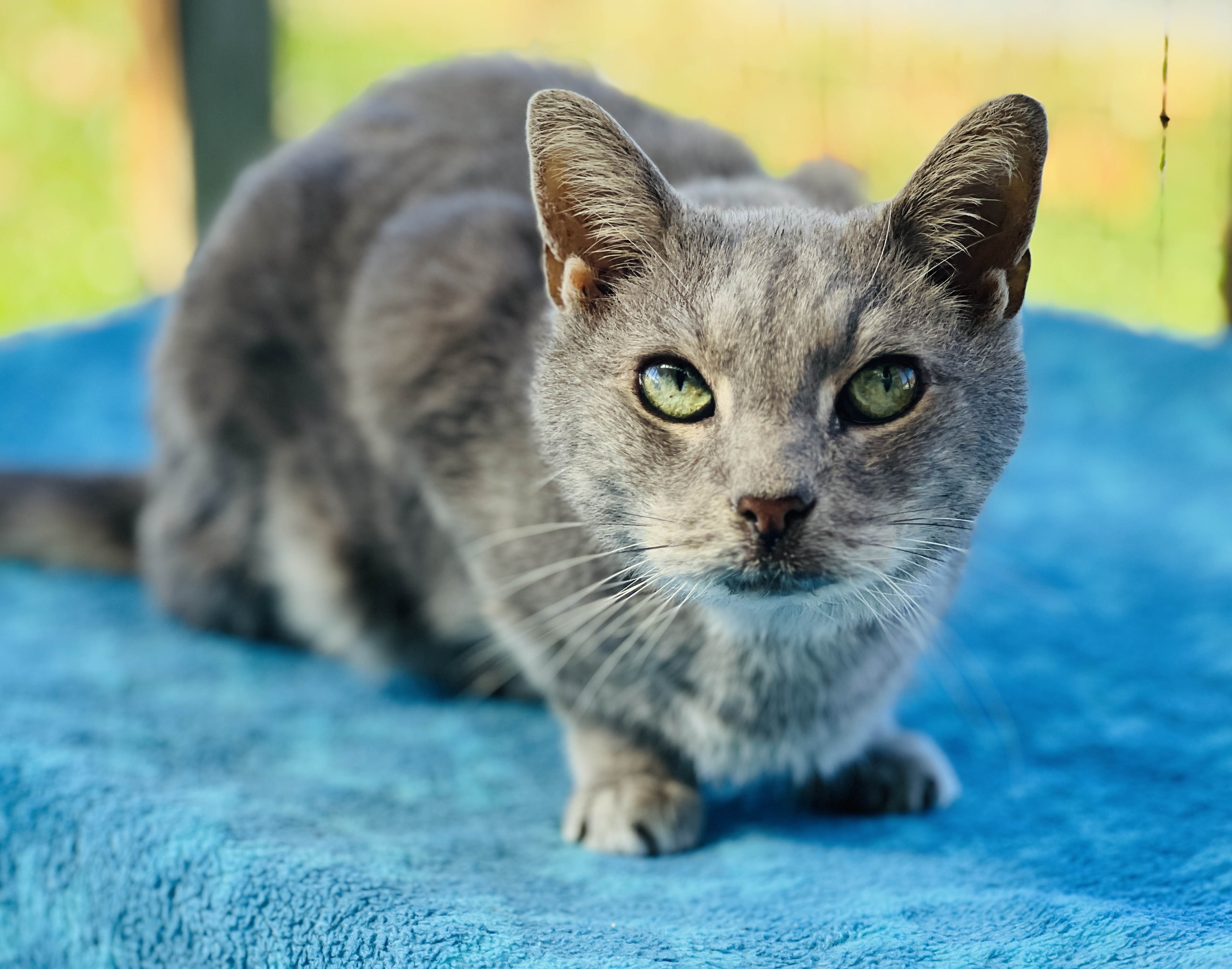Jack, a Adoptable Domestic Short Hair in Palmyra, VA image 1/6