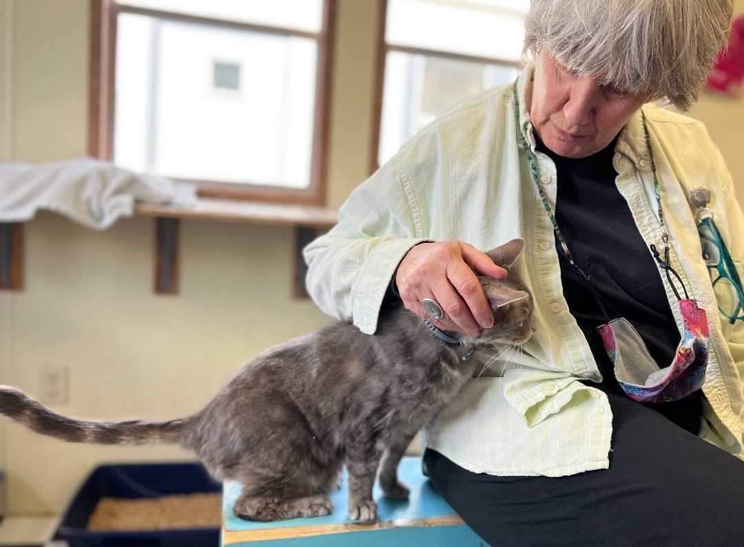 Jack, a Adoptable Domestic Short Hair in Palmyra, VA image 6/6