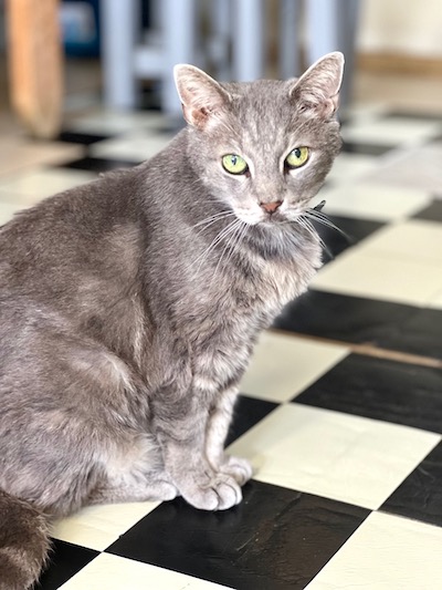 Jack, a Adoptable Domestic Short Hair in Palmyra, VA image 2/6