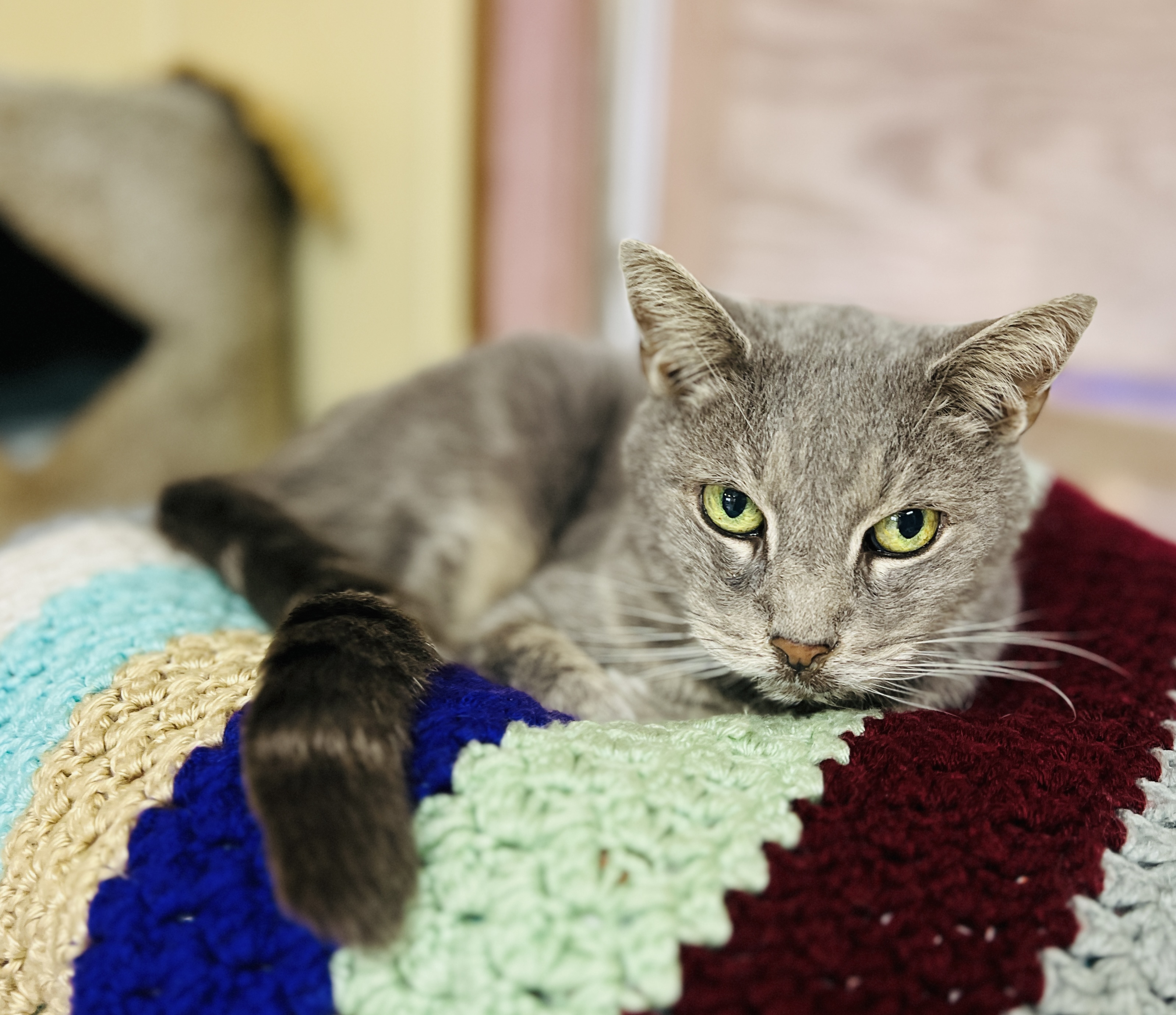 Jack, a Adoptable Domestic Short Hair in Palmyra, VA image 3/6
