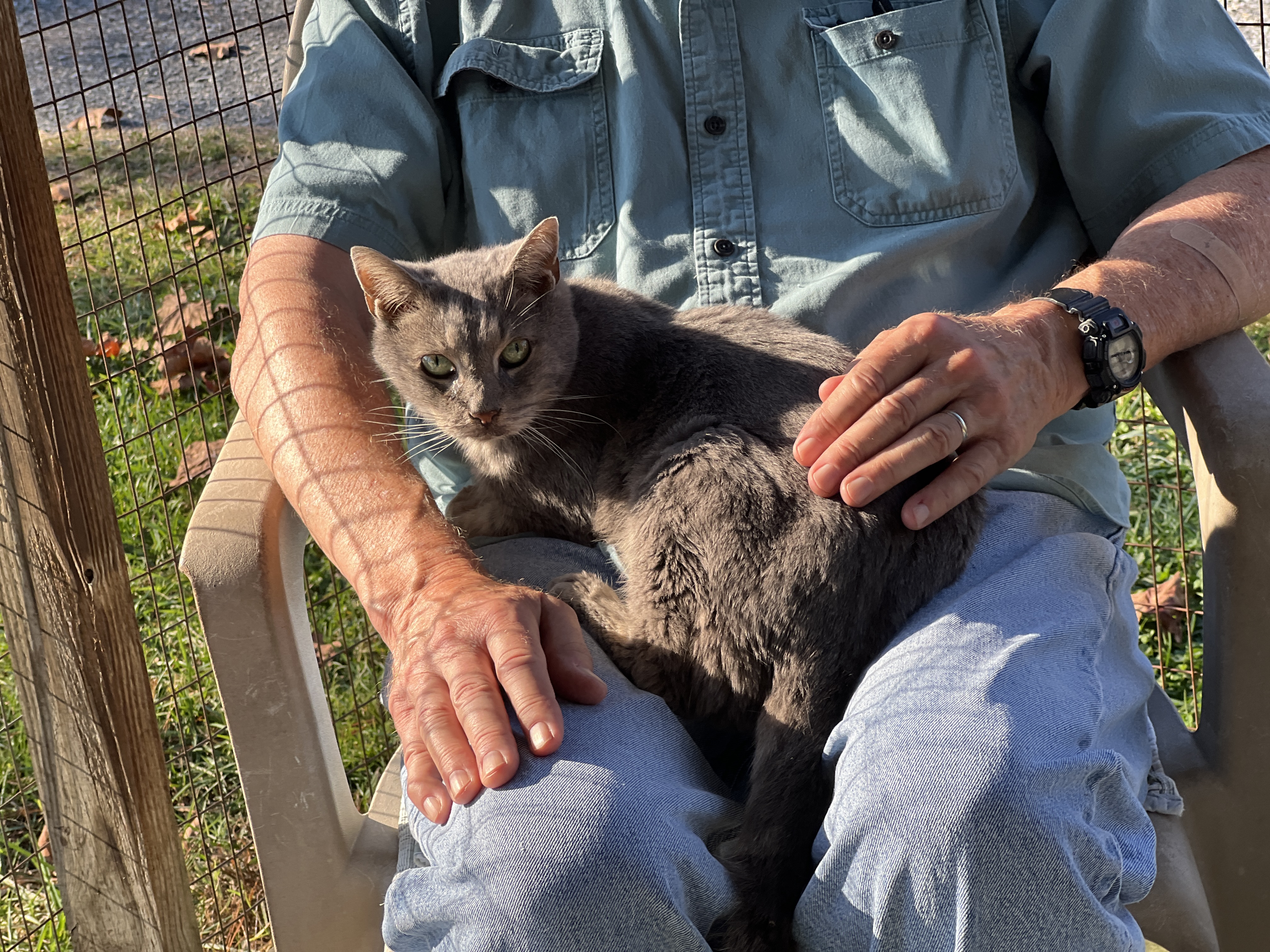 Jack, a Adoptable Domestic Short Hair in Palmyra, VA image 4/6