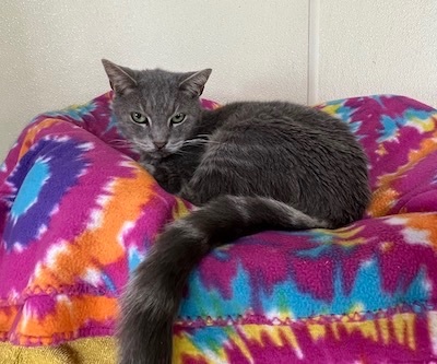 Jack, a Adoptable Domestic Short Hair in Palmyra, VA image 5/6