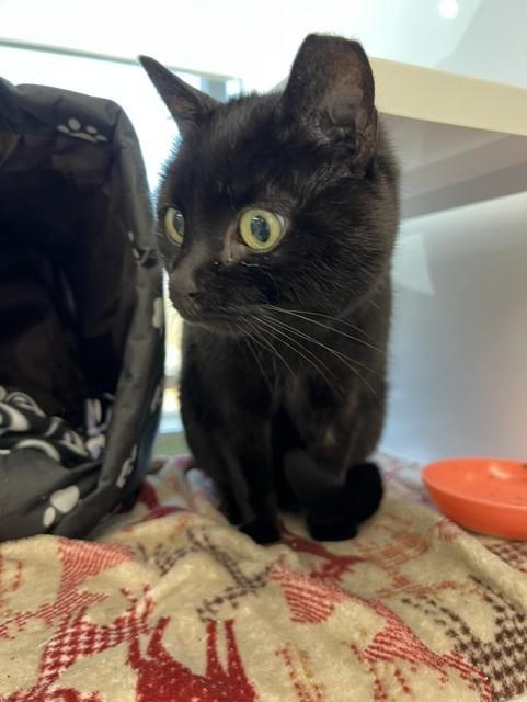 Bellatrix, a Adopted mixed breed in Saint Paul, MN image 2/6