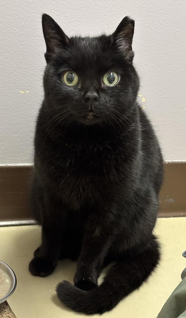 Bellatrix, a Adopted mixed breed in Saint Paul, MN image 3/6