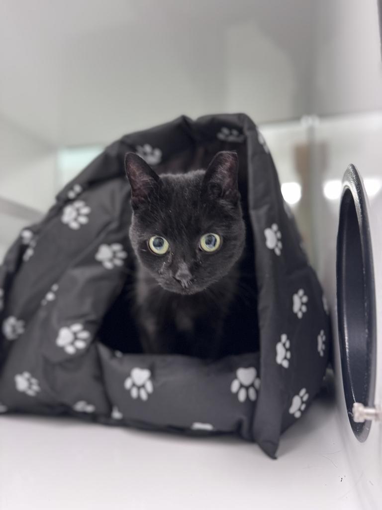 Bellatrix, a Adopted mixed breed in Saint Paul, MN image 5/6