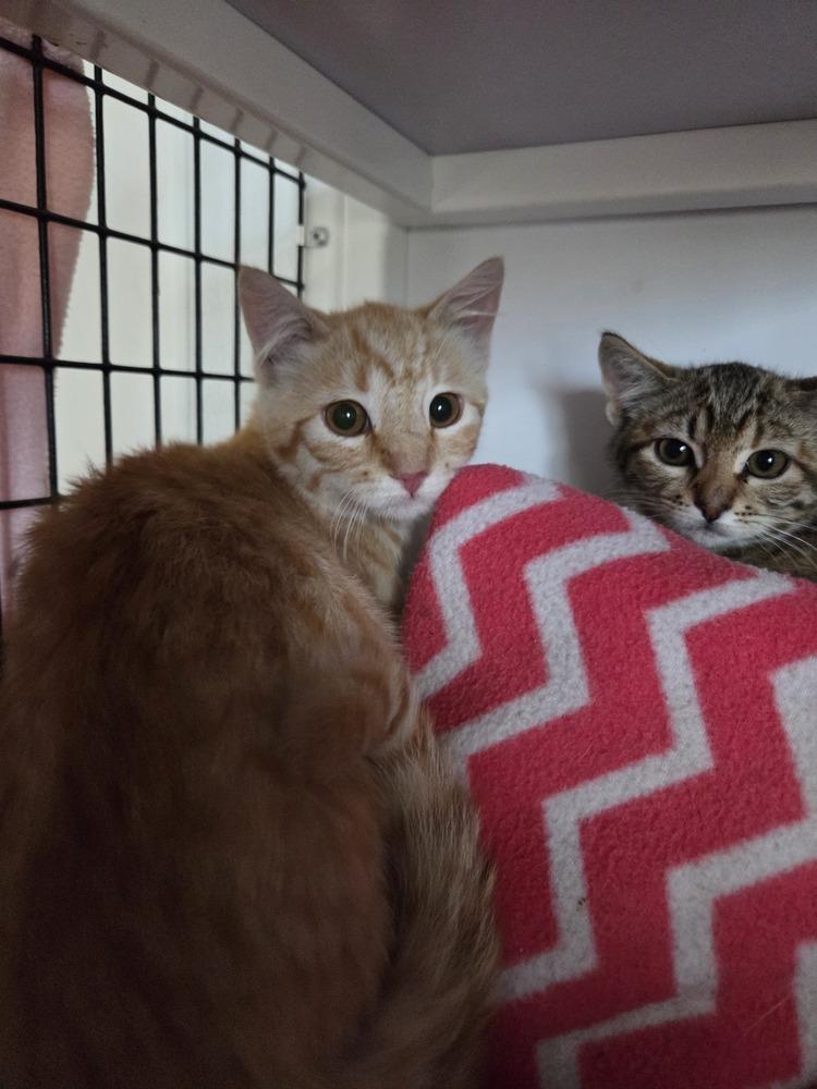 Oakie, Adoptable, Kitten Female Domestic Short Hair.