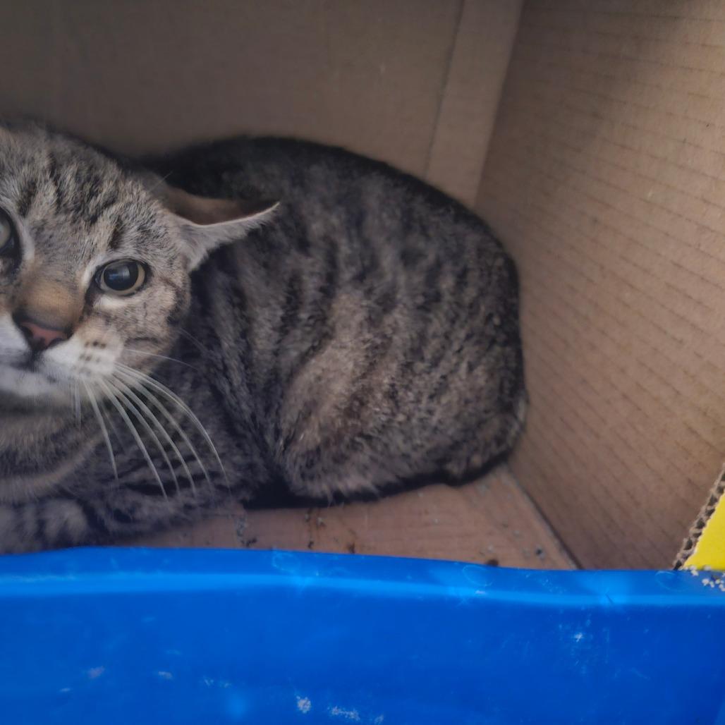 Tulip, Adoptable, Adult Female Domestic Short Hair.
