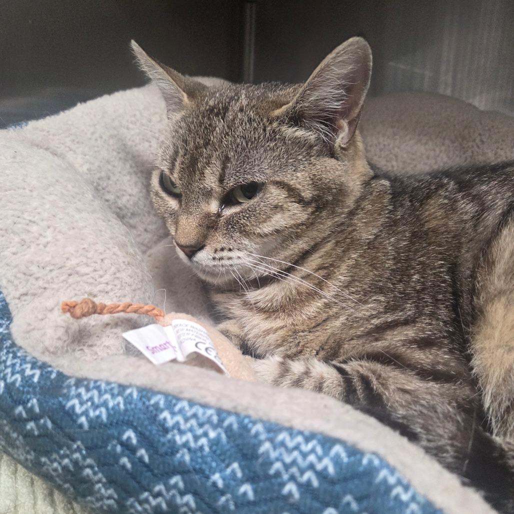 Tulip, a Adoptable Domestic Short Hair in Starkville, MS image 2/2