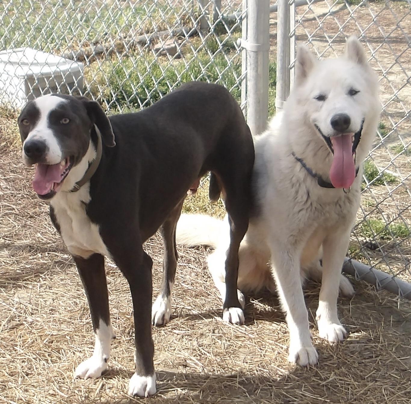 Enlarge Snowy, a ADOPTABLE Husky in Gloucester, VA image 2/5