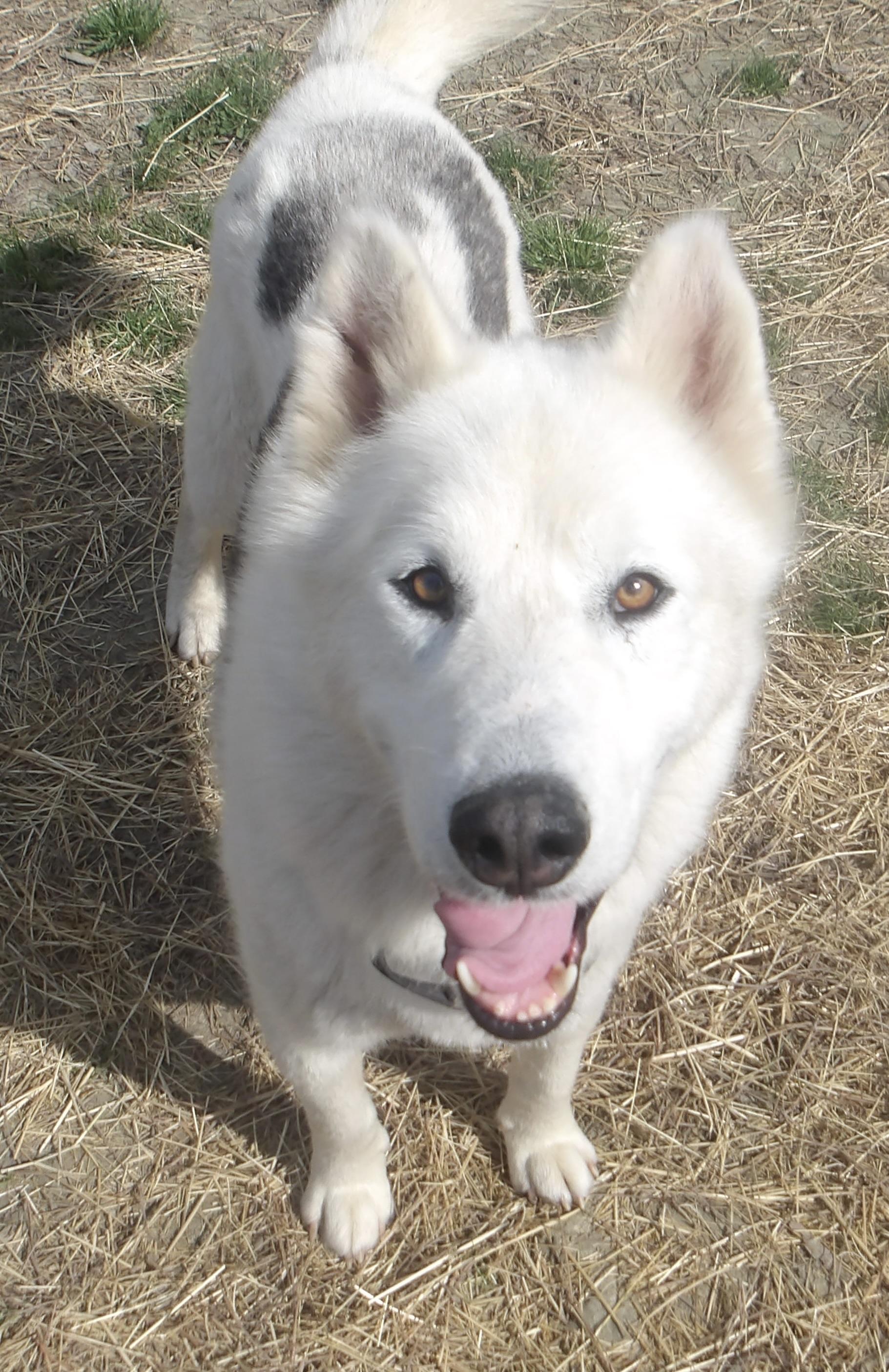Enlarge Snowy, a ADOPTABLE Husky in Gloucester, VA image 3/5