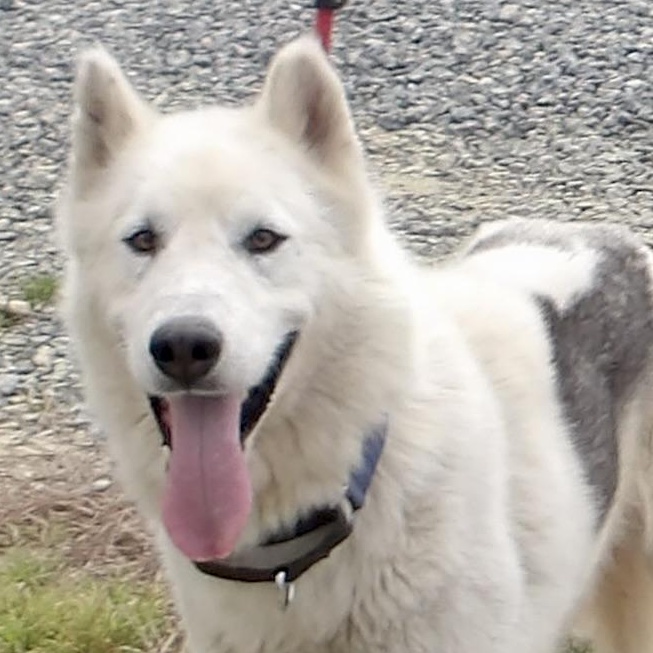 Enlarge Snowy, a ADOPTABLE Husky in Gloucester, VA image 1/5