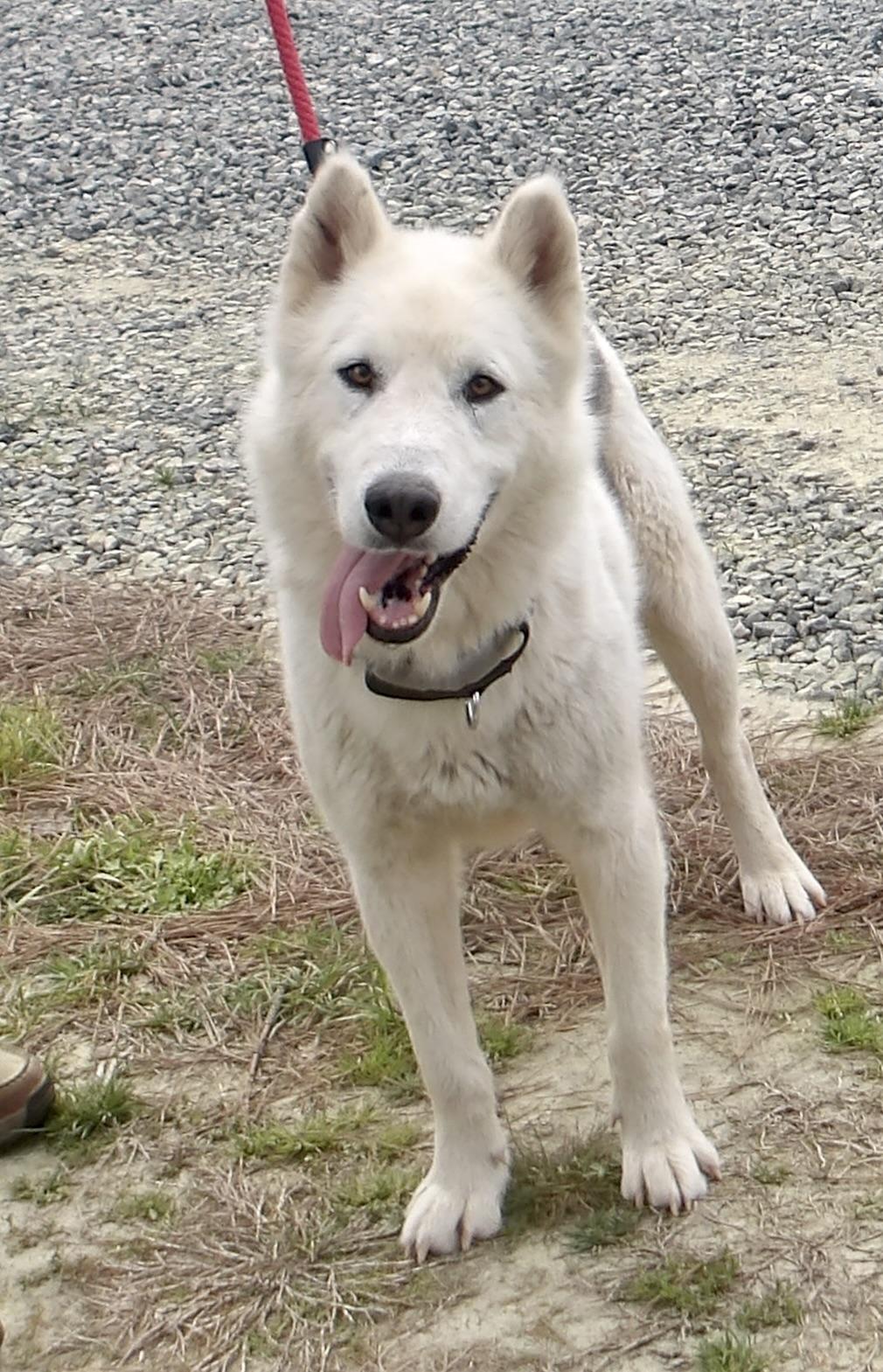 Enlarge Snowy, a ADOPTABLE Husky in Gloucester, VA image 5/5