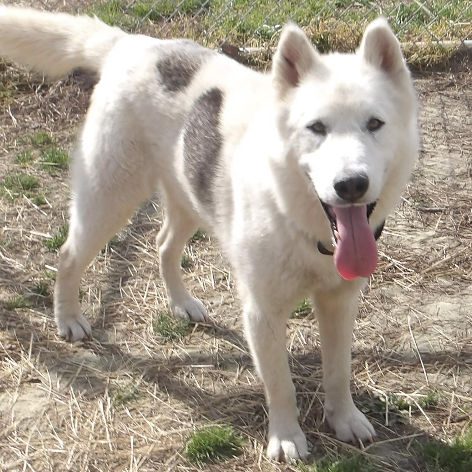 Enlarge Snowy, a ADOPTABLE Husky in Gloucester, VA image 4/5
