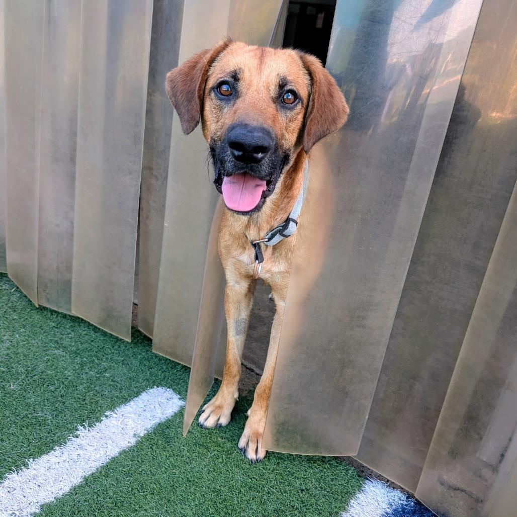 Highway, Adoptable, Young Male Labrador Retriever.