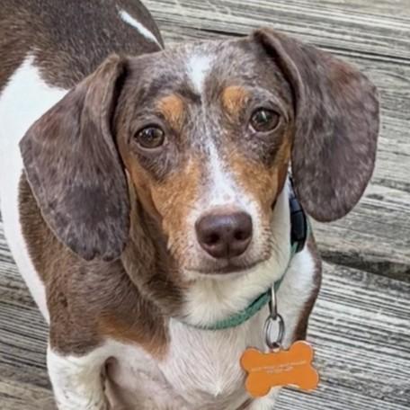 Enlarge Frankenfurter, an adoptable Dachshund in Normal, IL image 2/6