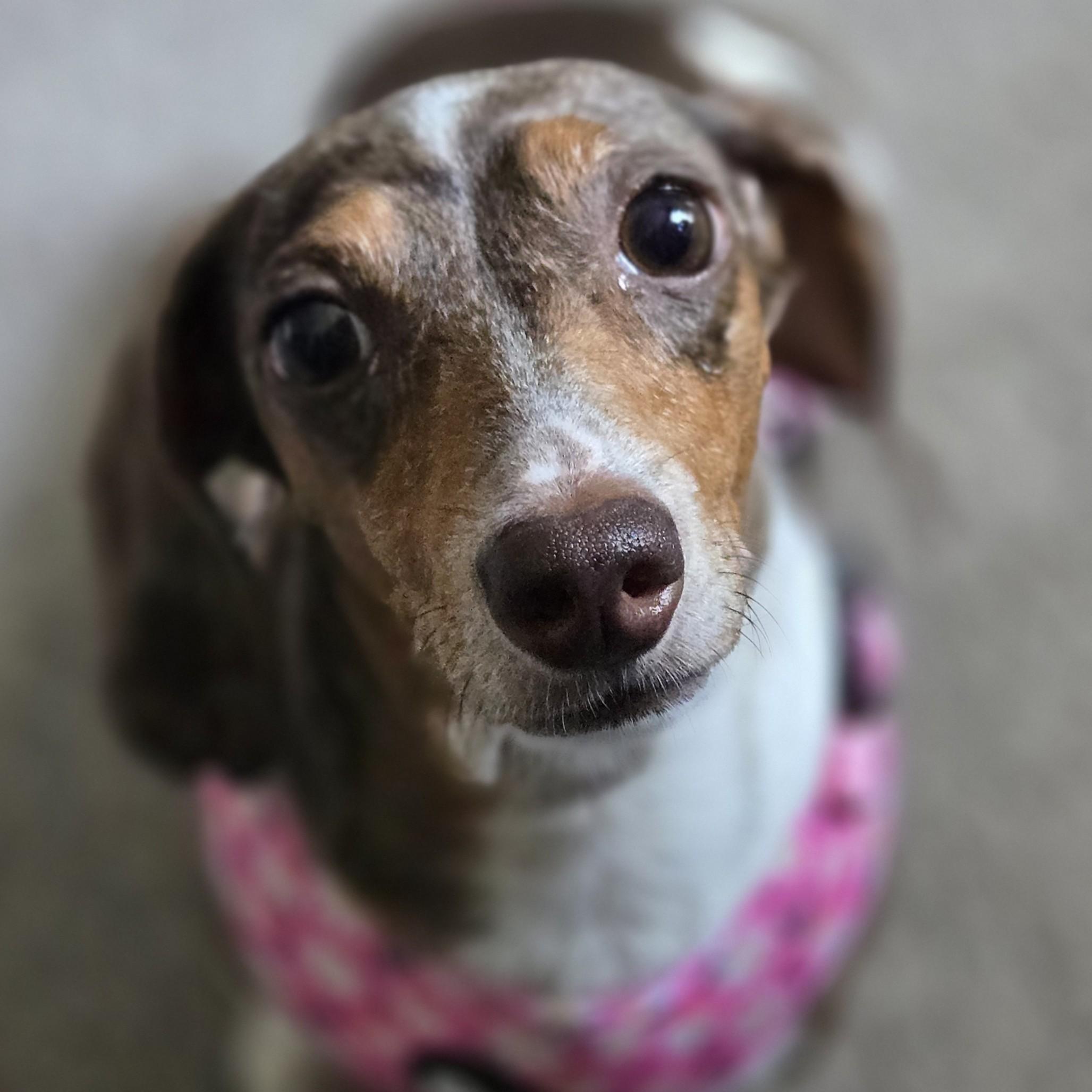 Enlarge Frankenfurter, an adoptable Dachshund in Normal, IL image 3/6