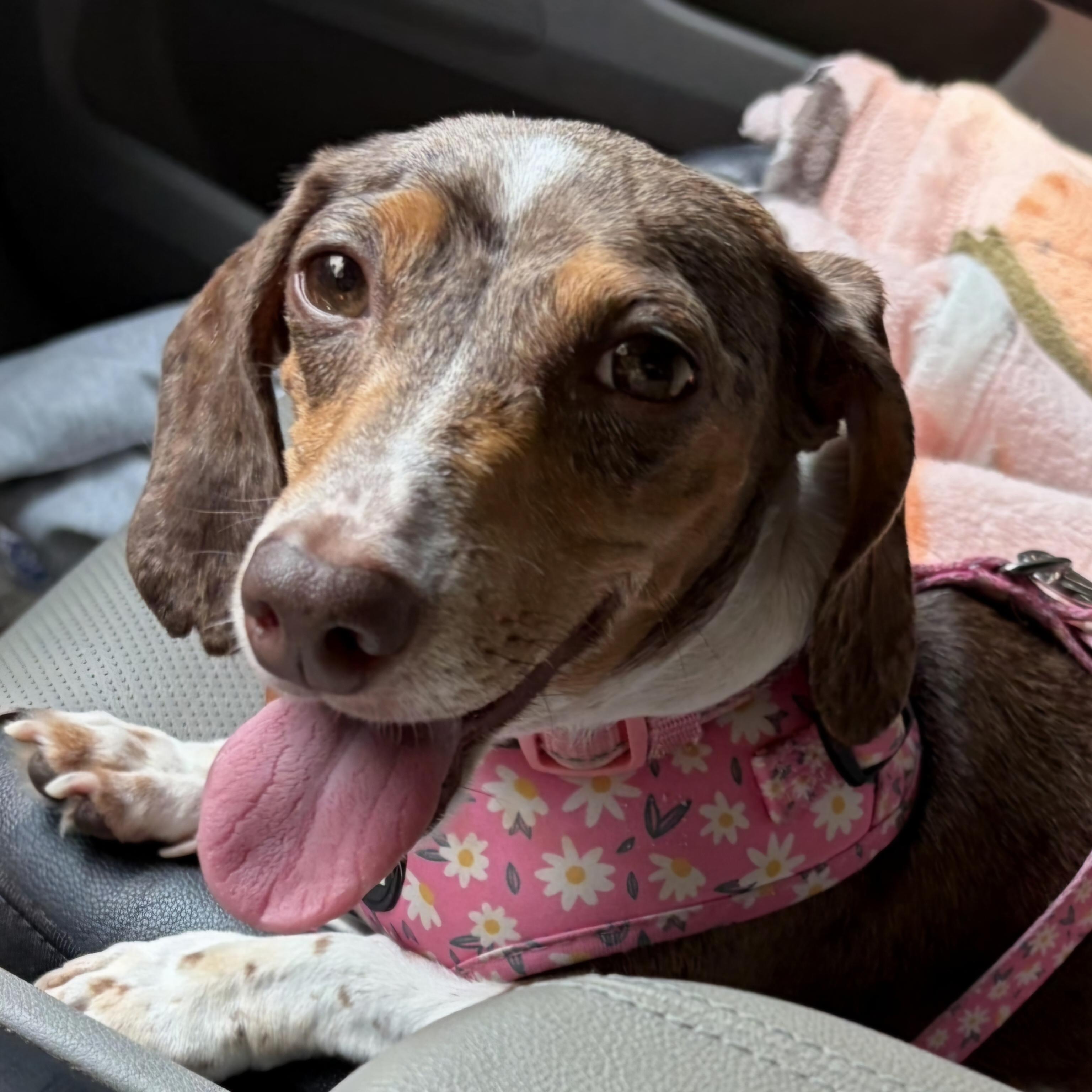 Frankenfurter, adoptable, Adult Female Dachshund.