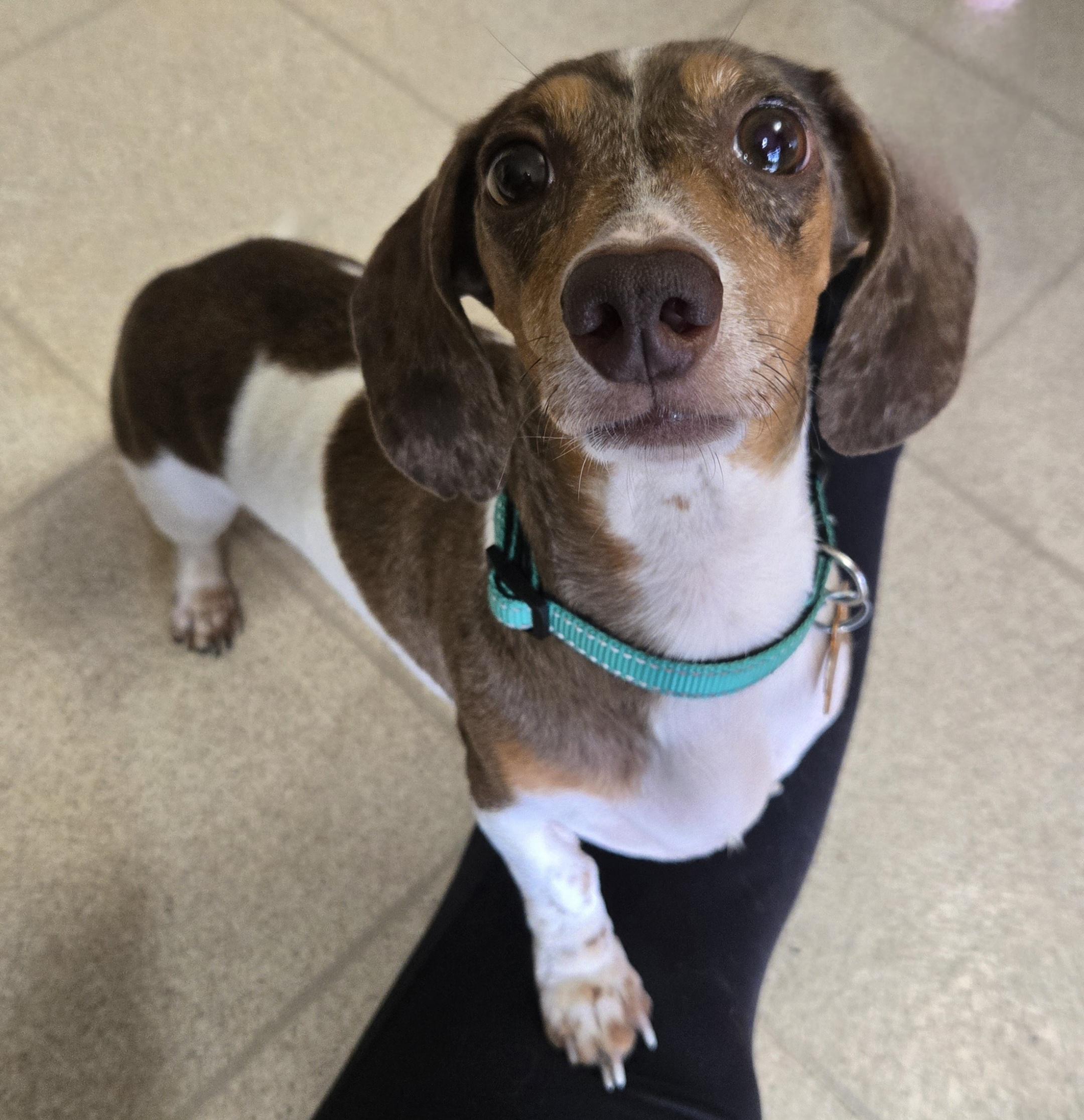 Enlarge Frankenfurter, an adoptable Dachshund in Normal, IL image 4/6