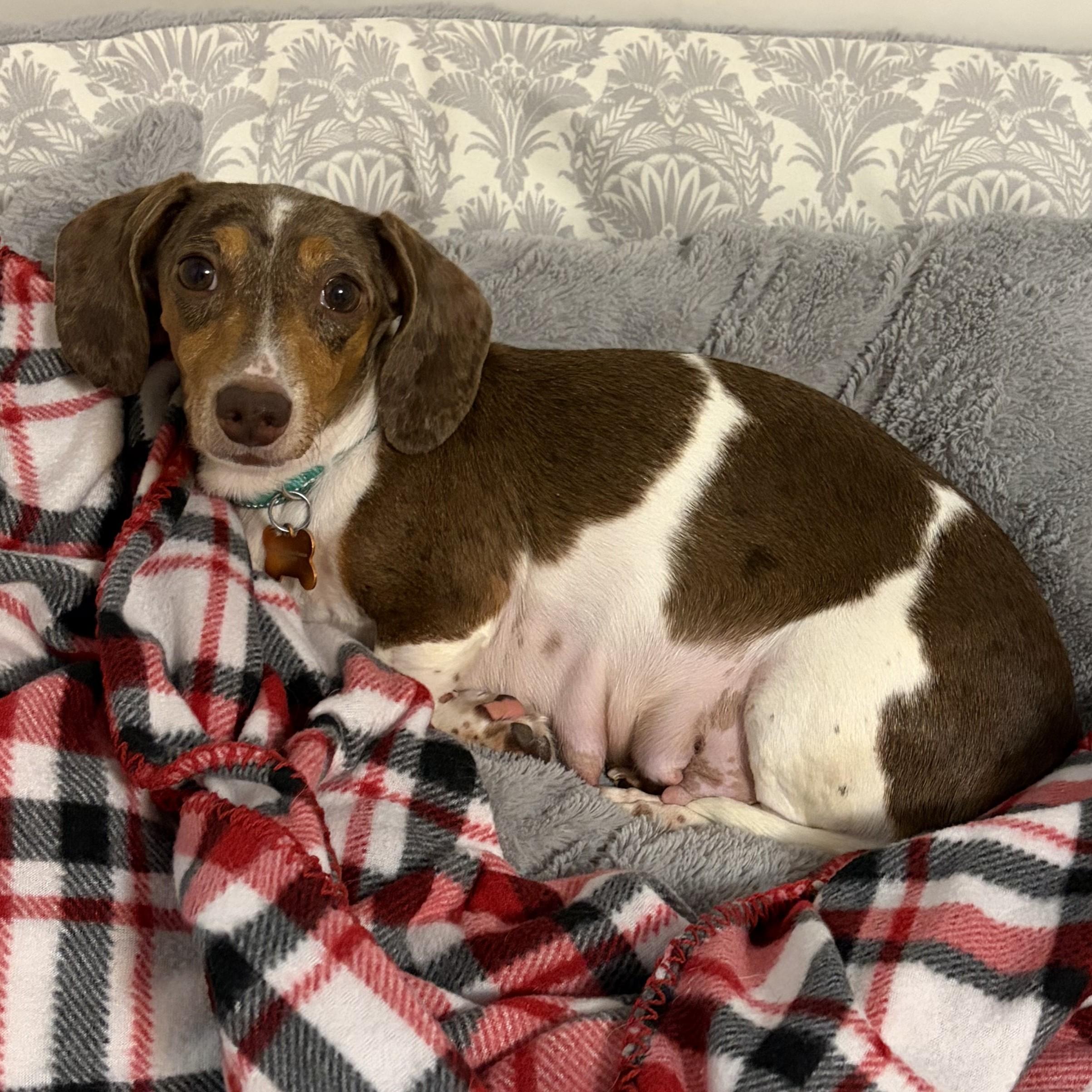 Enlarge Frankenfurter, an adoptable Dachshund in Normal, IL image 6/6