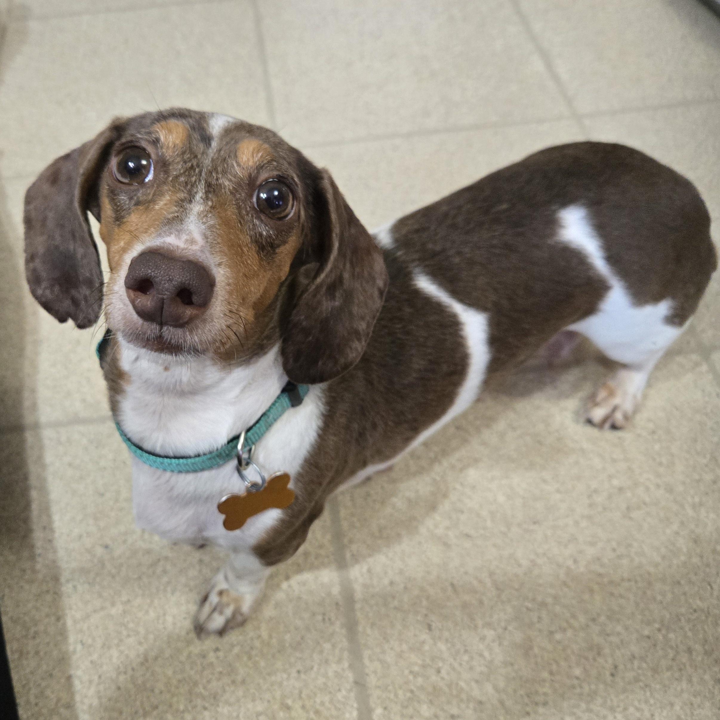 Enlarge Frankenfurter, an adoptable Dachshund in Normal, IL image 5/6