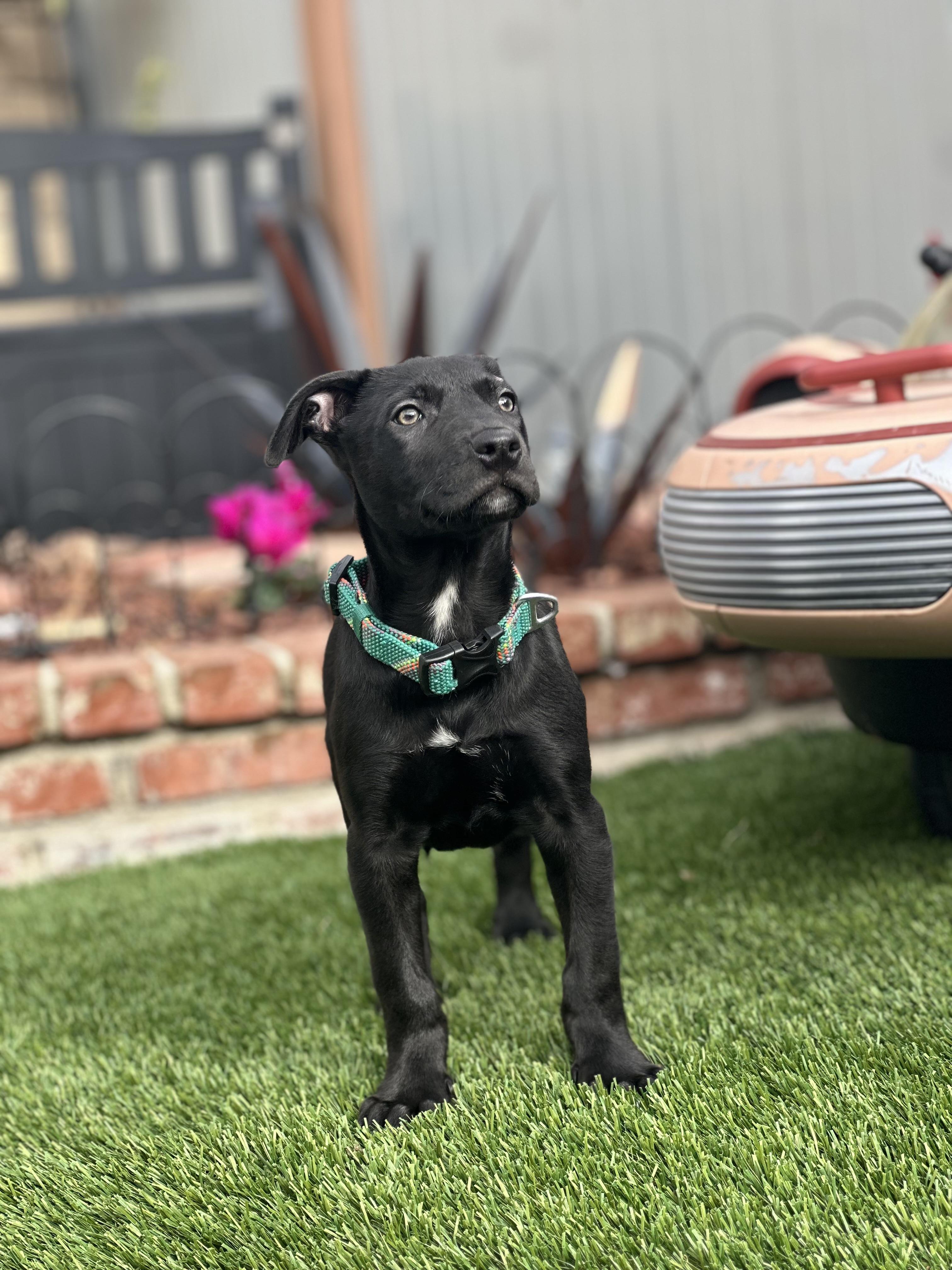 Enlarge Celine, a Adopted mixed breed in El Cajon, CA image 2/6