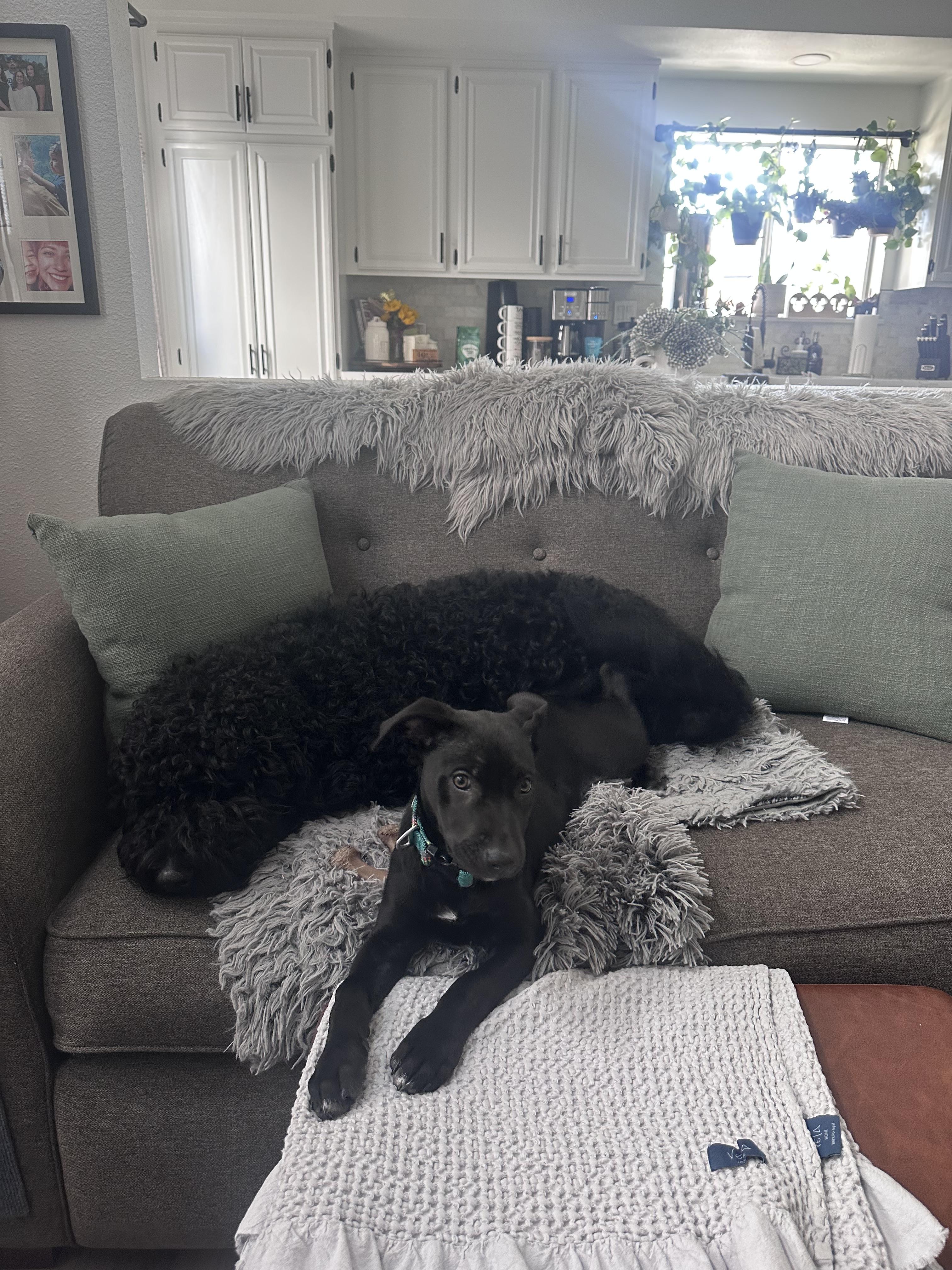 Enlarge Celine, a Adopted mixed breed in El Cajon, CA image 1/6