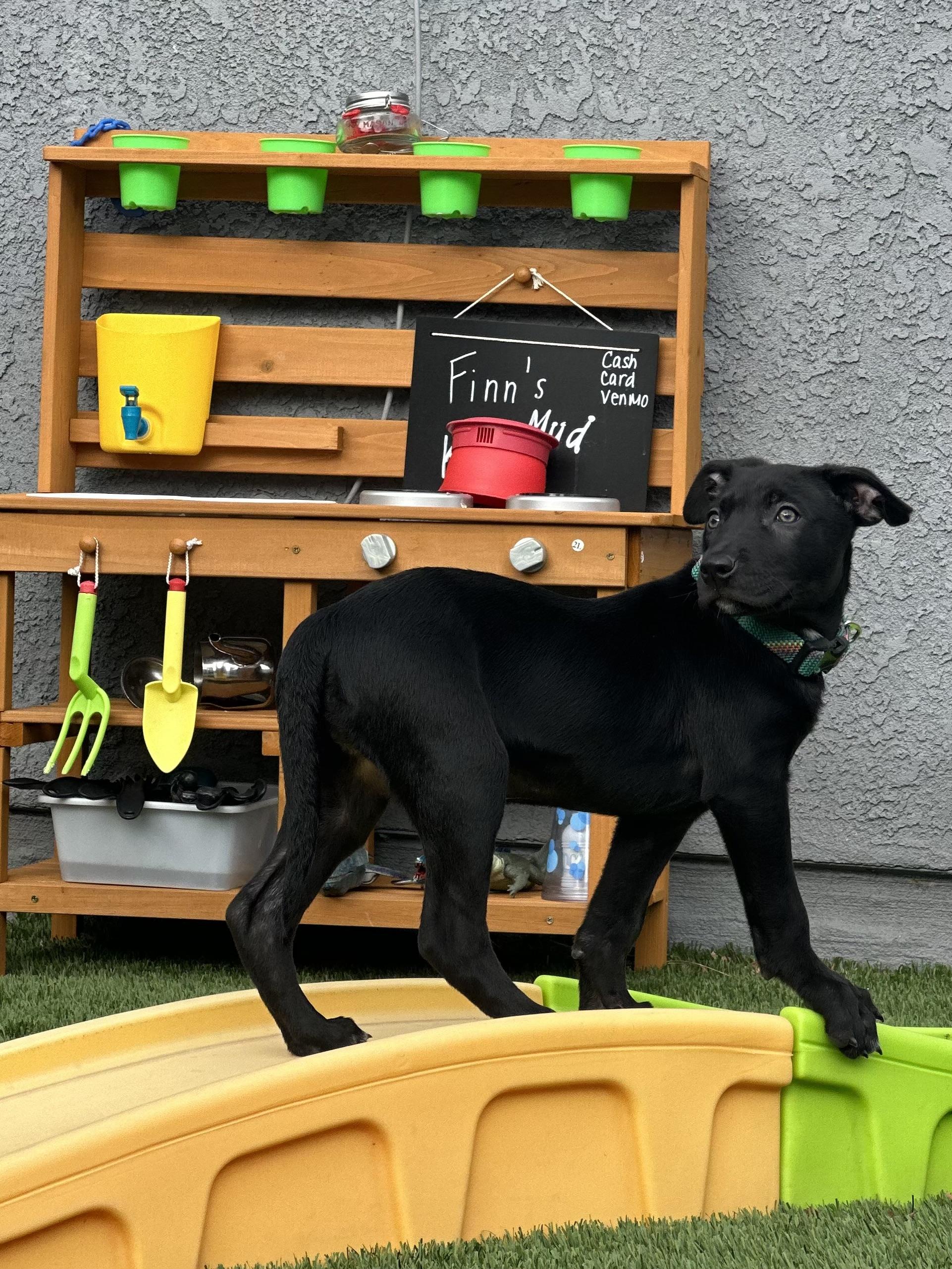 Enlarge Celine, a Adopted mixed breed in El Cajon, CA image 4/6