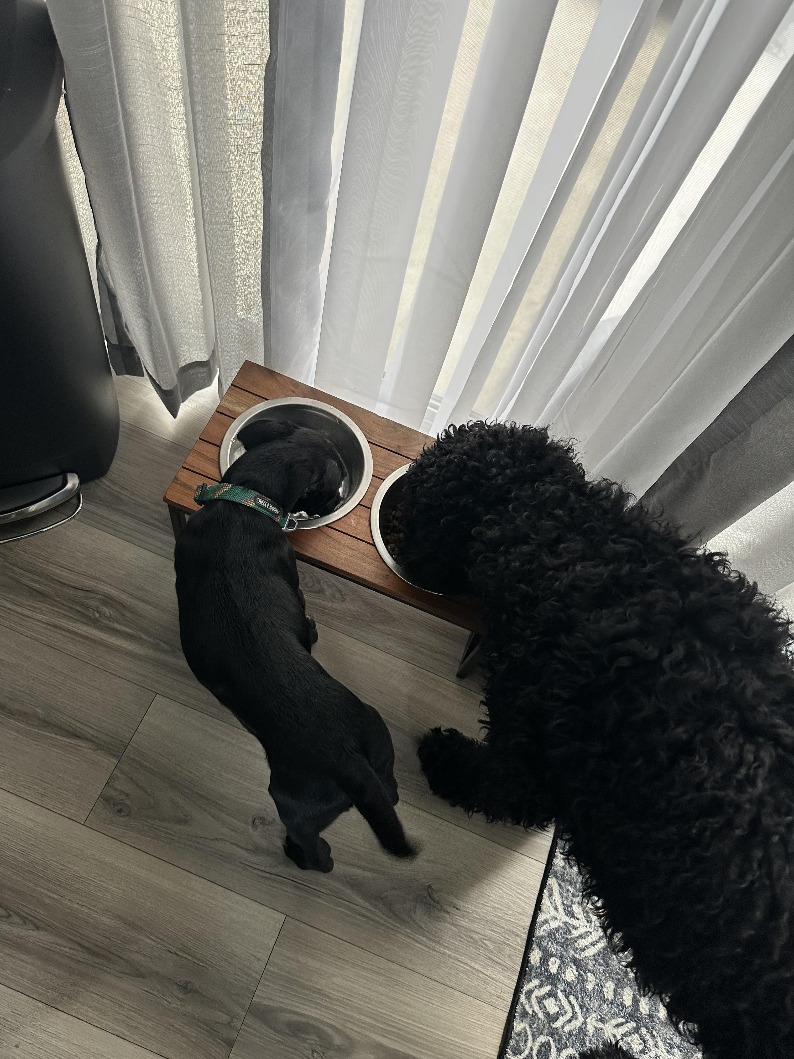 Enlarge Celine, a Adopted mixed breed in El Cajon, CA image 5/6