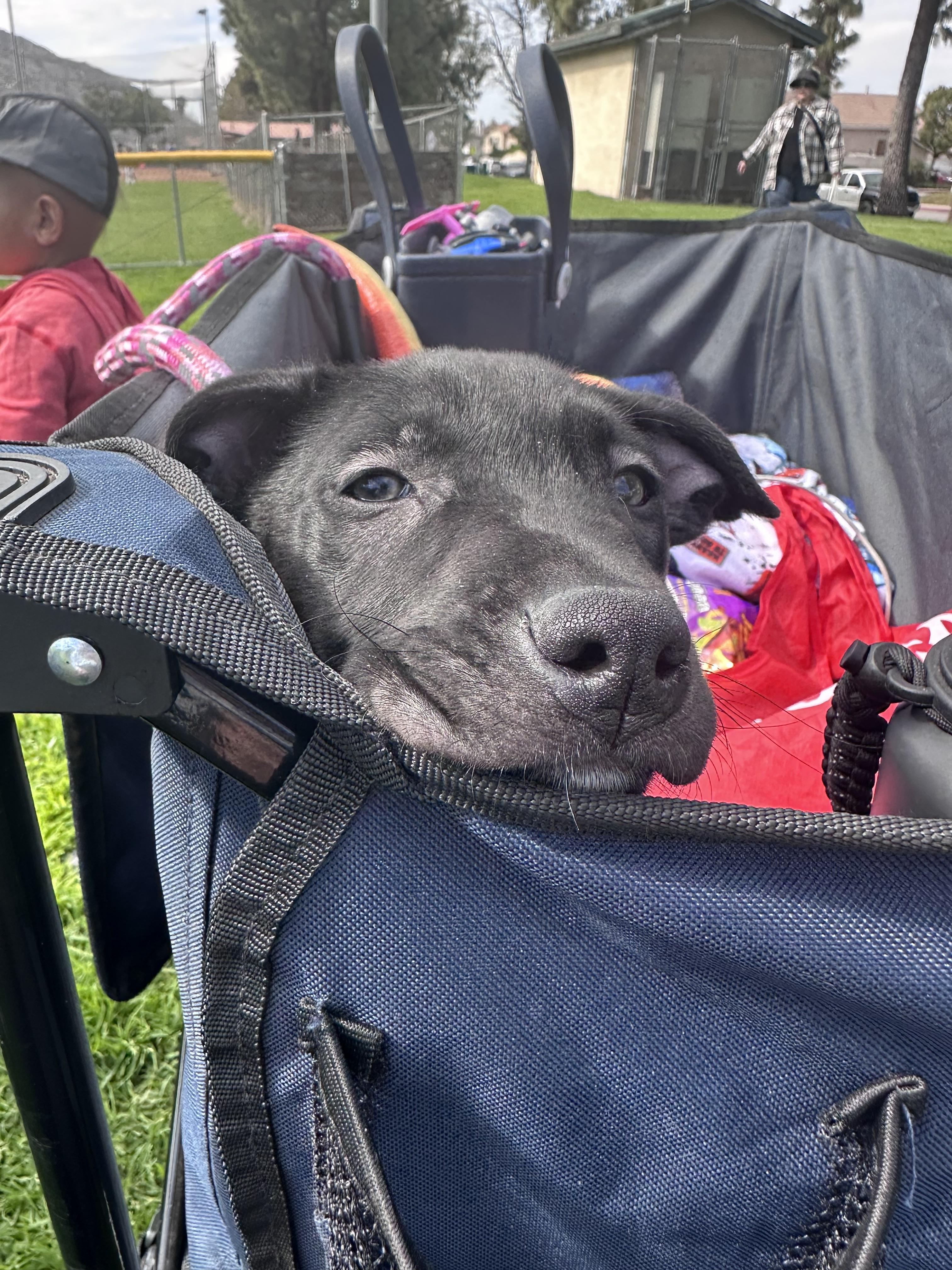 Enlarge Celine, a Adopted mixed breed in El Cajon, CA image 3/6