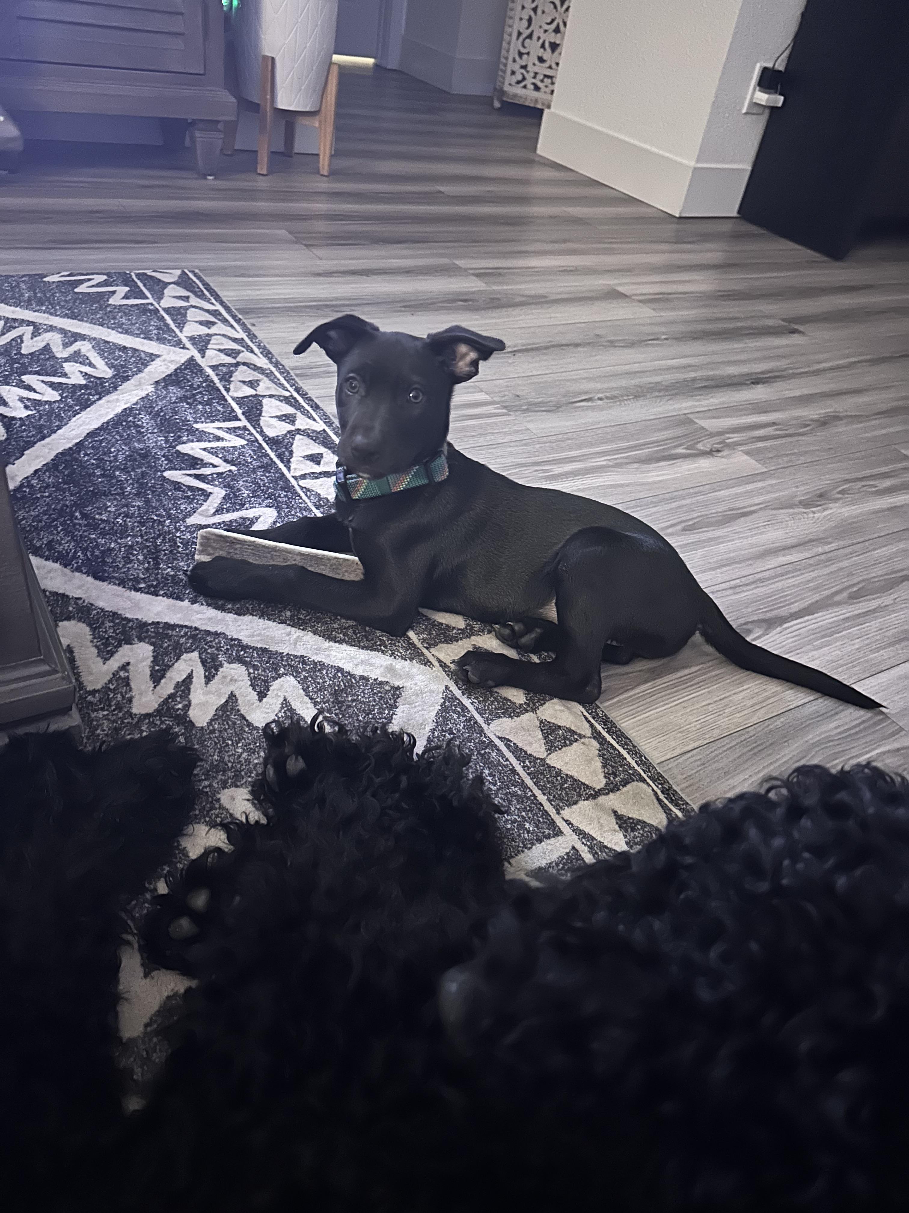 Enlarge Celine, a Adopted mixed breed in El Cajon, CA image 6/6