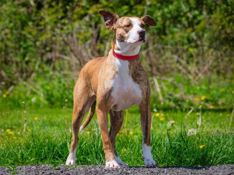 Akemi, a ADOPTABLE mixed breed in Pointe-Fortune, QC image 2/4