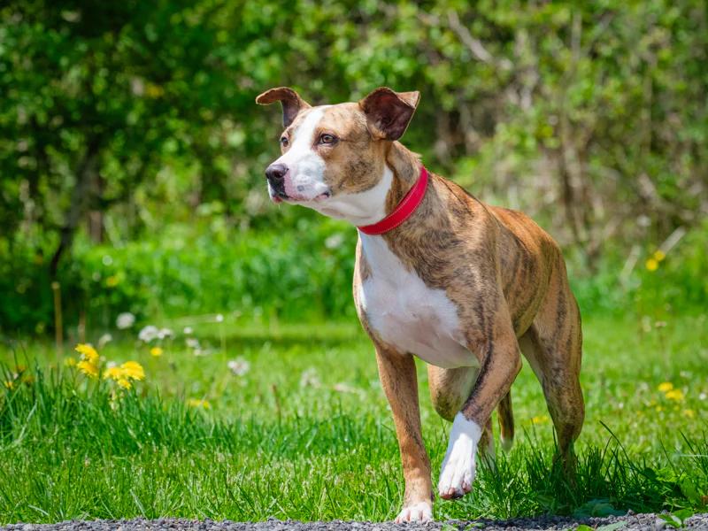 Akemi, a ADOPTABLE mixed breed in Pointe-Fortune, QC image 3/4