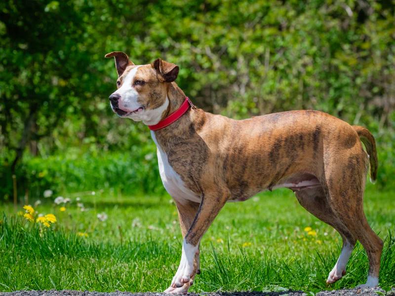 Akemi, a ADOPTABLE mixed breed in Pointe-Fortune, QC image 4/4