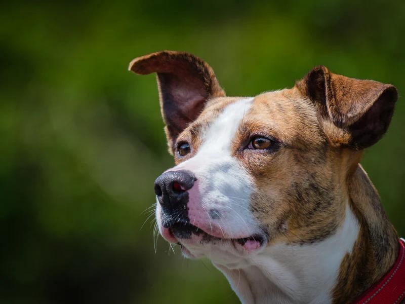 Akemi, ADOPTABLE, Young Female Mixed Breed.