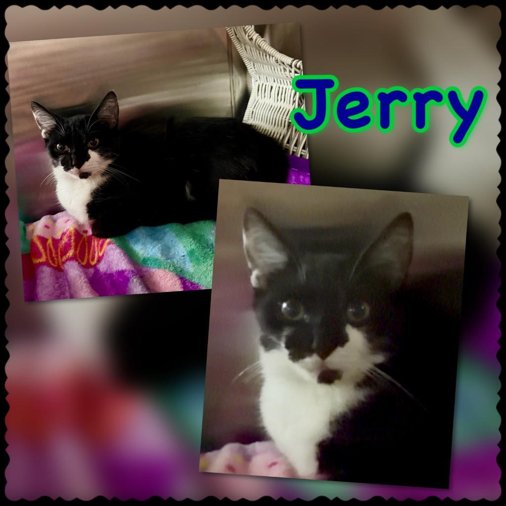 Jerry, Adoptable, Kitten Male Domestic Short Hair.