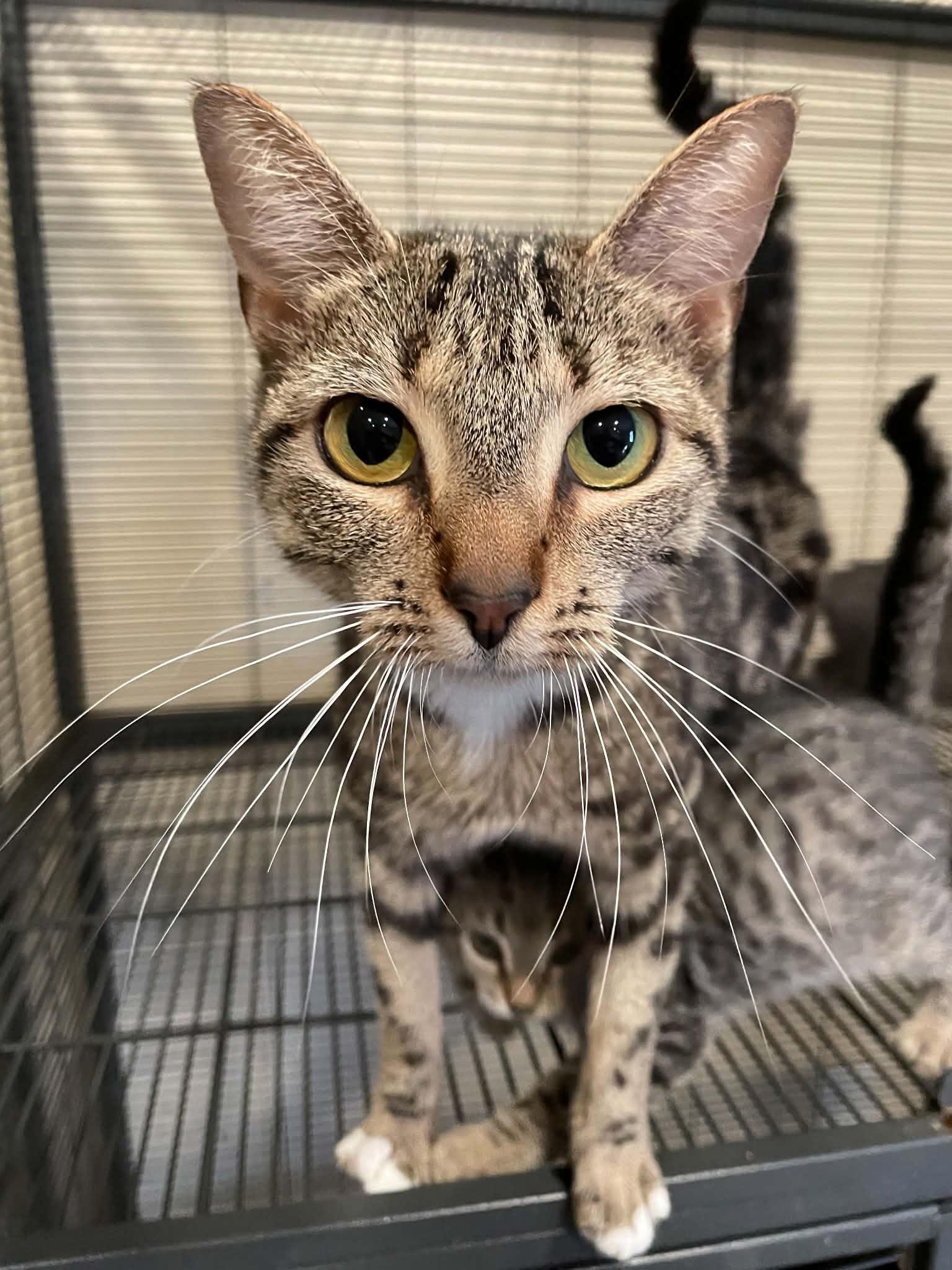 Enlarge Corinne, a ADOPTABLE Domestic Short Hair in Bishopville, SC image 1/1