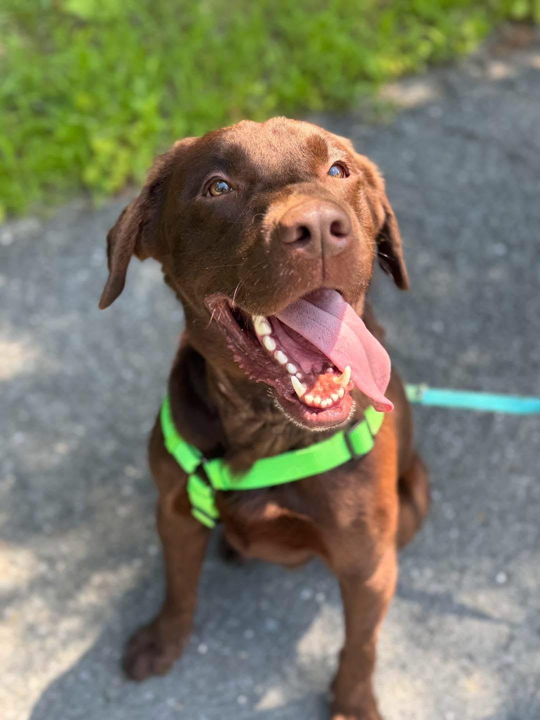 Enlarge Patriot (1 Year Old), a Adoptable Chocolate Labrador Retriever in Albany, NY image 1/3