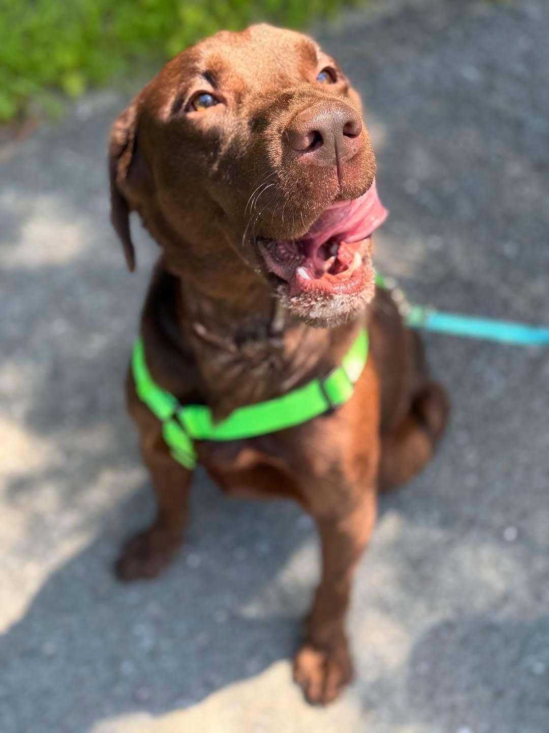 Enlarge Patriot (1 Year Old), a Adoptable Chocolate Labrador Retriever in Albany, NY image 3/3
