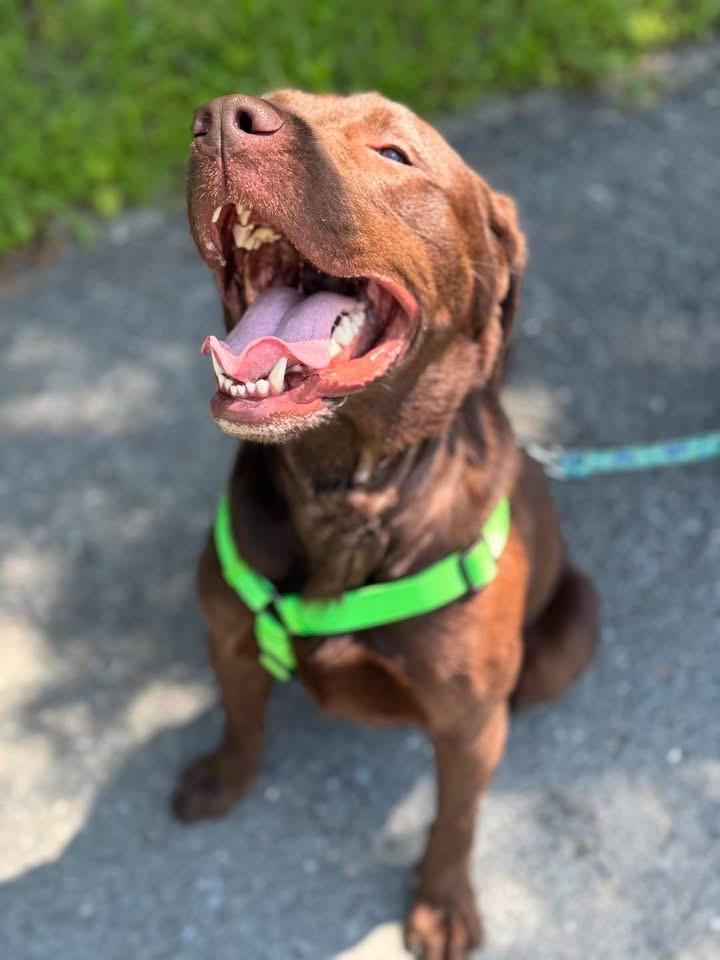 Enlarge Patriot (1 Year Old), a Adoptable Chocolate Labrador Retriever in Albany, NY image 2/3