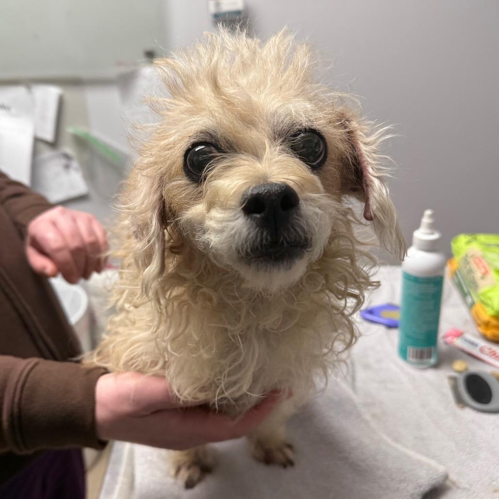 Mary Poppins, Adoptable, Adult Female Shih Tzu & Terrier.