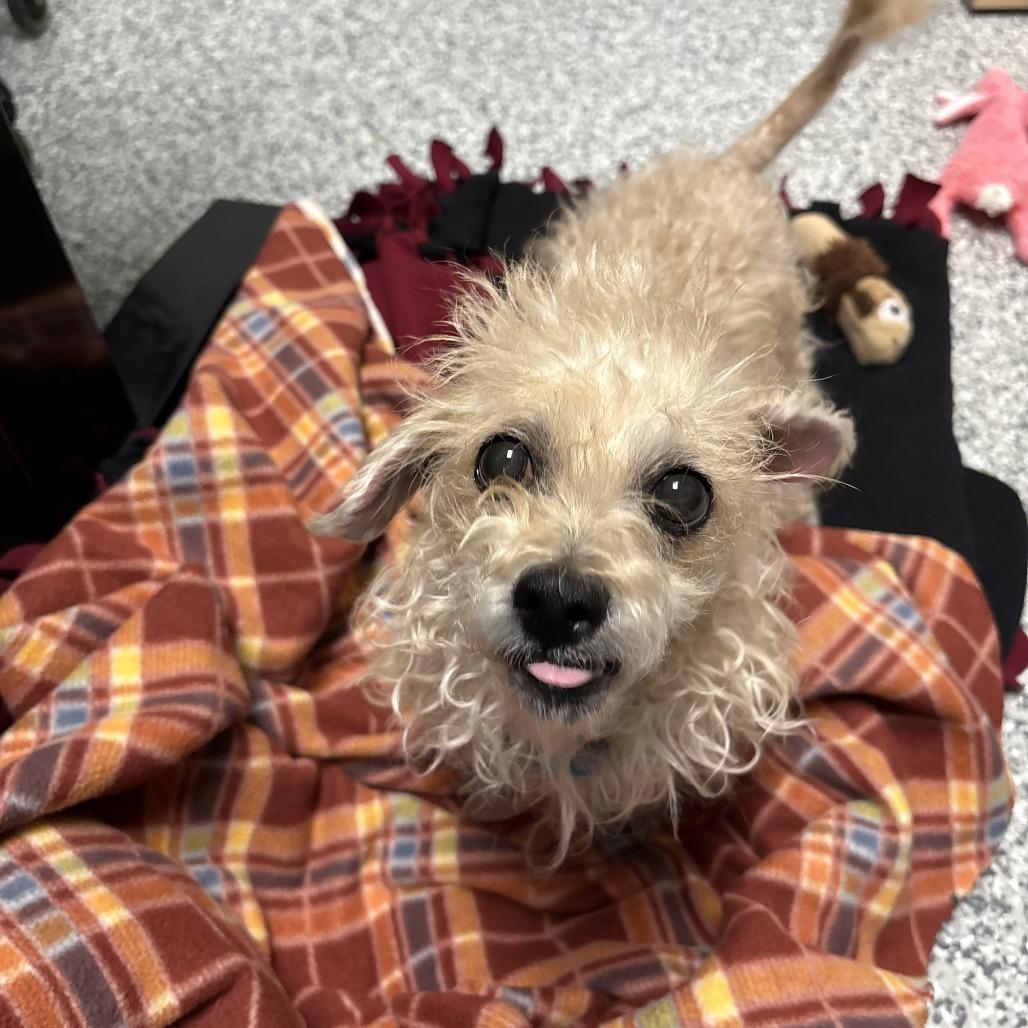 Enlarge Mary Poppins, a Adoptable mixed breed in Brookfield, WI image 2/3