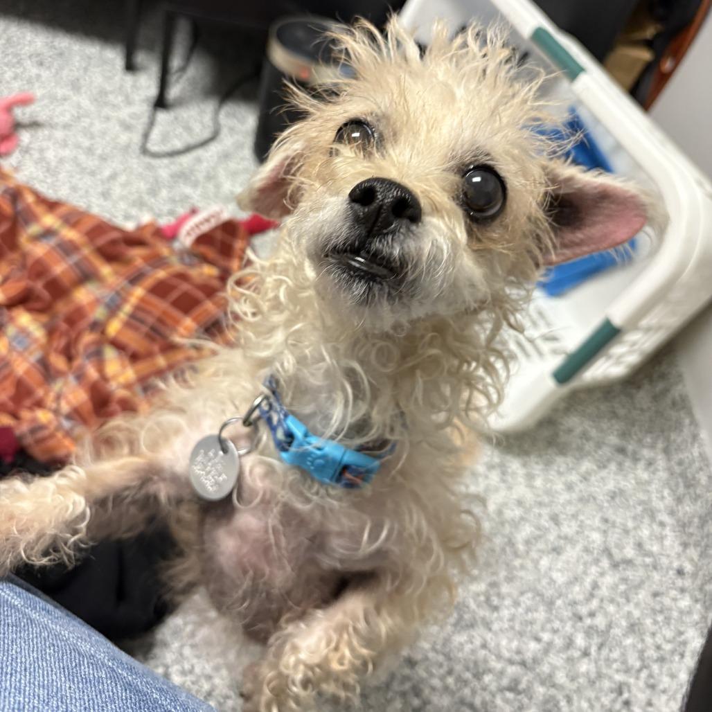 Enlarge Mary Poppins, a Adoptable mixed breed in Brookfield, WI image 3/3