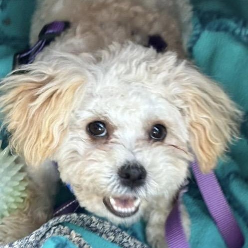 Trooper, a ADOPTABLE mixed breed in Santa Rosa, CA image 2/2