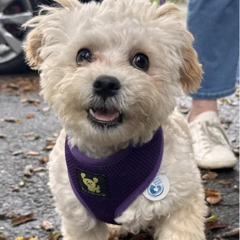 Trooper, a ADOPTABLE mixed breed in Santa Rosa, CA image 1/2