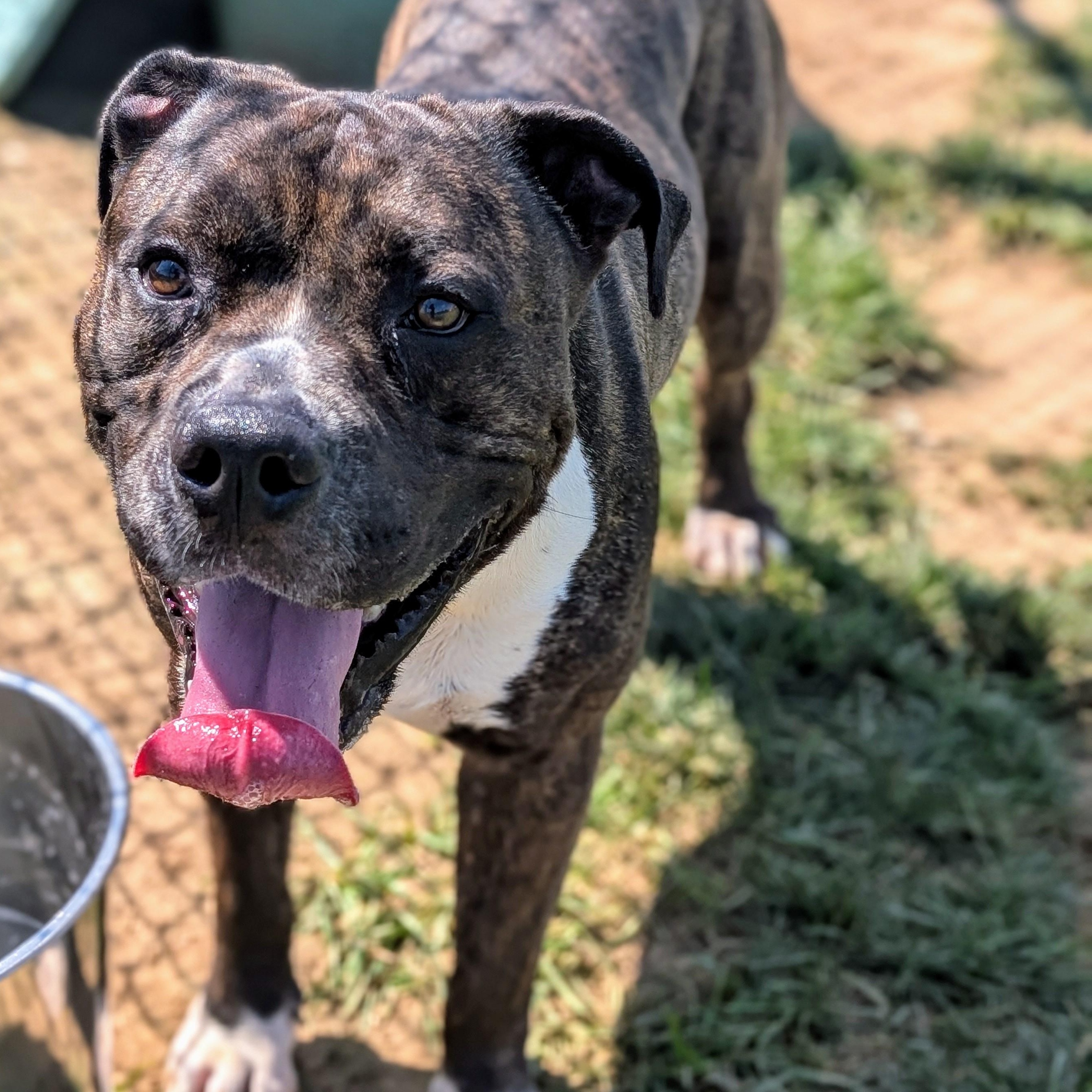 Enlarge 185656 Sherman, a Adoptable Pit Bull Terrier in Ravenna, OH image 6/6