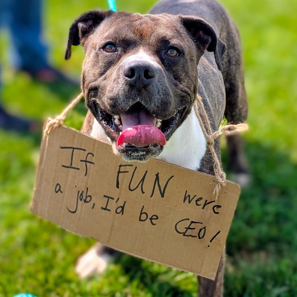 Enlarge 185656 Sherman, a Adoptable Pit Bull Terrier in Ravenna, OH image 1/6