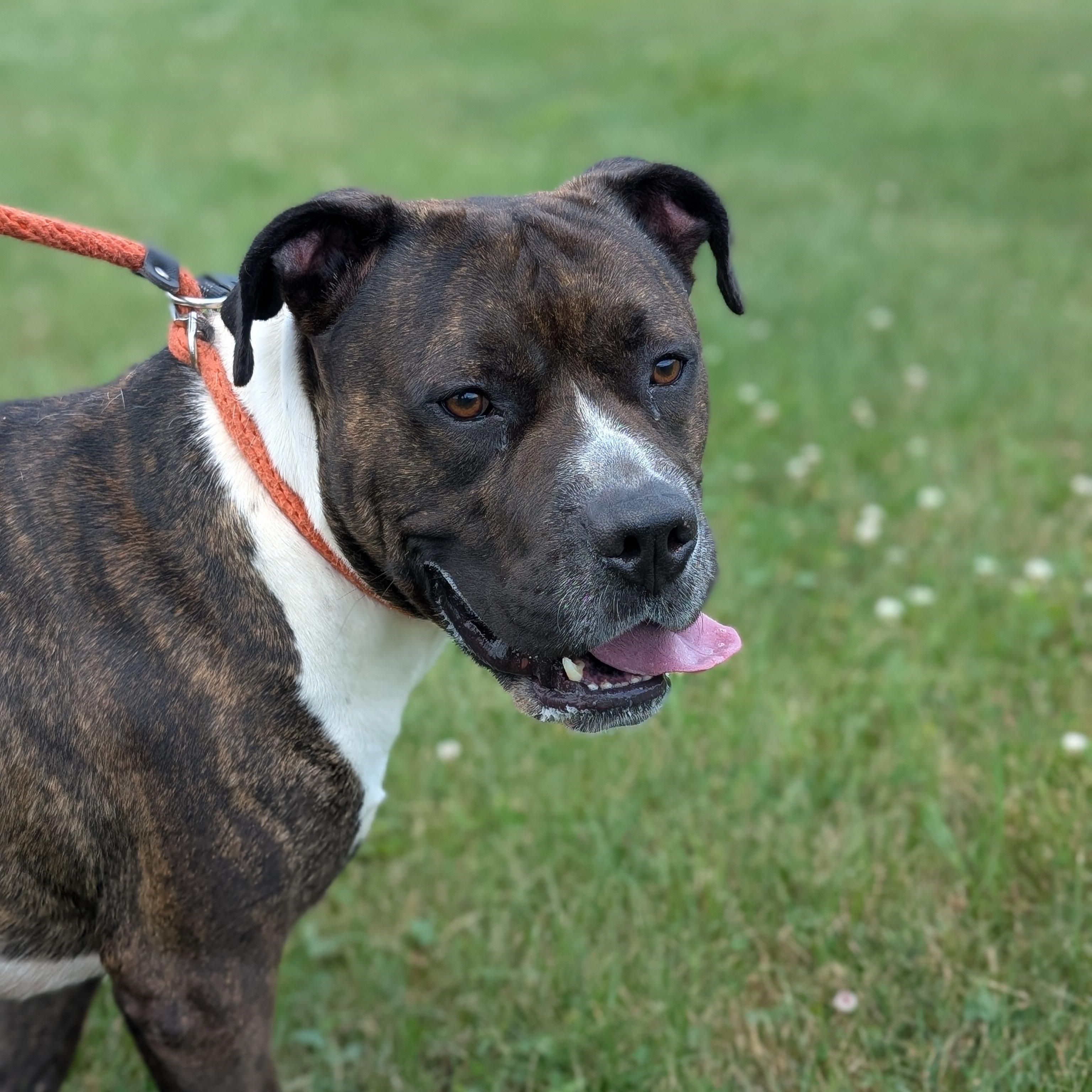 Enlarge 185656 Sherman, a Adoptable Pit Bull Terrier in Ravenna, OH image 3/6